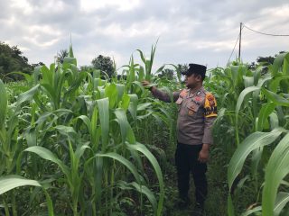 Polsek Tebingtinggi Barat Monitoring dan Pembinaan Tanaman Jagung Milik Kelompok Tani di Desa Gogok